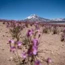 El primer mapa nacional de ecosistemas reveló la riqueza natural de Mendoza