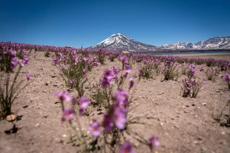 laguna del diamante
