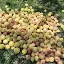 Robaron varias bolsas de duraznos en una finca de Tupungato