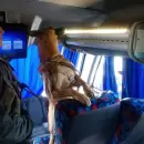 (Video) En la previa del partido de la Lepra, Gendarmería incautó cocaína y marihuana