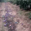 Impactantes p�rdidas en la producci�n de duraznos, ciruelas y frutos secos en el Valle de Uco