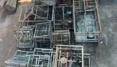 aves rescatadas