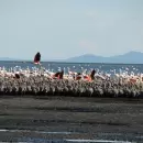La Laguna de Llancanelo fue declarada sitio estrat�gico para aves playeras en Am�rica
