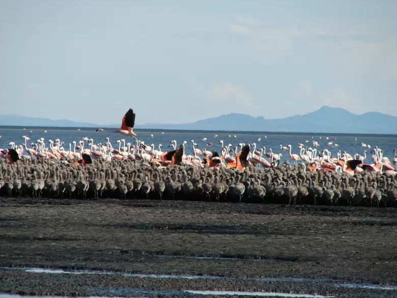 laguna de llancanelo