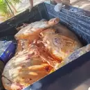 Decomisaron m�s de 260 kilos de carne con riesgo sanitario en General Alvear