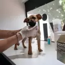 Atención veterinaria en Godoy Cruz: los requisitos que deben cumplir los vecinos