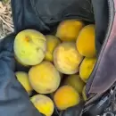 Hicieron un boquete en una finca para robar duraznos y terminaron detenidos a pocas cuadras