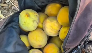 Duraznos