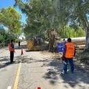Decenas de árboles caídos: Vialidad montará un operativo de dos semanas para despejar la ruta 50