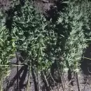 Allanamiento en una finca del Este mendocino: hallaron droga y una moto robada