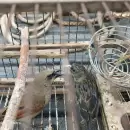 Rescataron 12 aves aut�ctonas que estaban en cautiverio en una casa en Luj�n de Cuyo