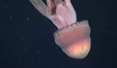 medusa conicet