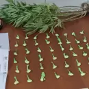 Golpe al narcomenudeo en Palmira: incautaron droga fraccionada, una planta de cannabis y m�s de $700 mil