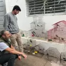 Mendoza traslad� a San Luis 48 aves rescatadas del tr�fico ilegal para completar su rehabilitaci�n
