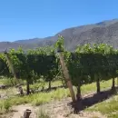 Productores mendocinos advierten por la crisis vitivinícola y reclaman medidas