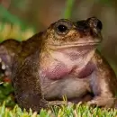 Buscan proteger a la ranita del Pehuenche, una especie con riesgo de vida cr�tico en Mendoza