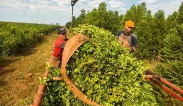 Yerba Misiones