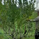 El consumo de yerba mate se desplomó y marcó el peor febrero en cinco años