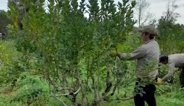 Yerba Misiones