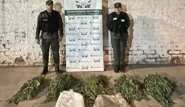 Plantas de marihuana