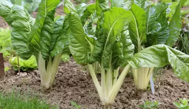 huerta
