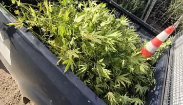 Marihuana Tupungato