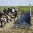 Impulsaron un proyecto para que vuelvan las carreras de perros galgos en Mendoza