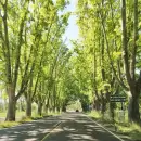 Los intendentes mendocinos tendr�n que intervenir directamente sobre el arbolado p�blico