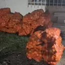 Desactivaron un robo en una finca y secuestraron plantas de marihuana en el Valle de Uco