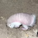 Reaparici�n del "hada rosa": el armadillo m�s peque�o del mundo fue visto otra vez en �acu��n