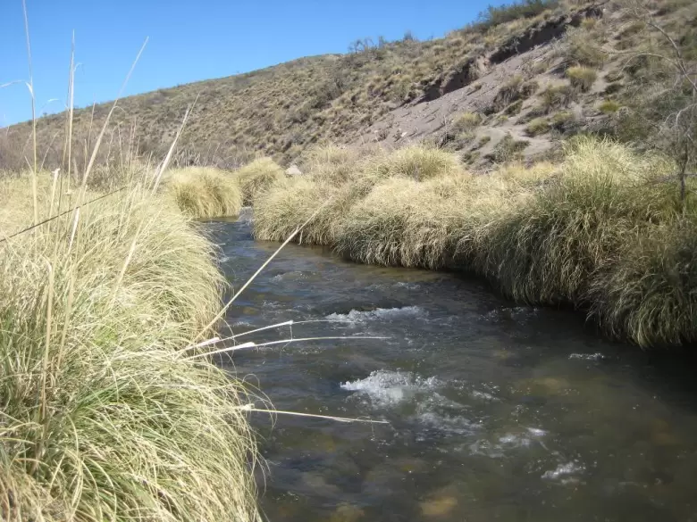 Arroyo papagallos