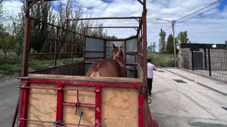 Caballo rescatado