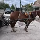 Rescataron en Guaymall�n a un caballo utilizado para tracci�n a sangre
