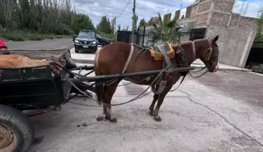 Caballo rescatado