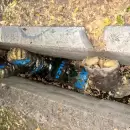 Intent� sustraer bolsas de papas de un cami�n en Tupungato y termin� detenido