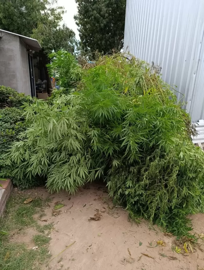 marihuana droga