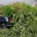 Tenía más de 20 plantas de cannabis de tres metros en el patio de su casa en Rodeo del Medio