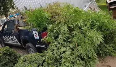 marihuana droga