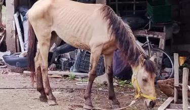 caballos
