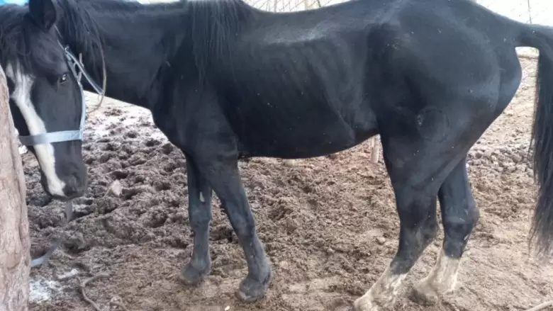 caballos