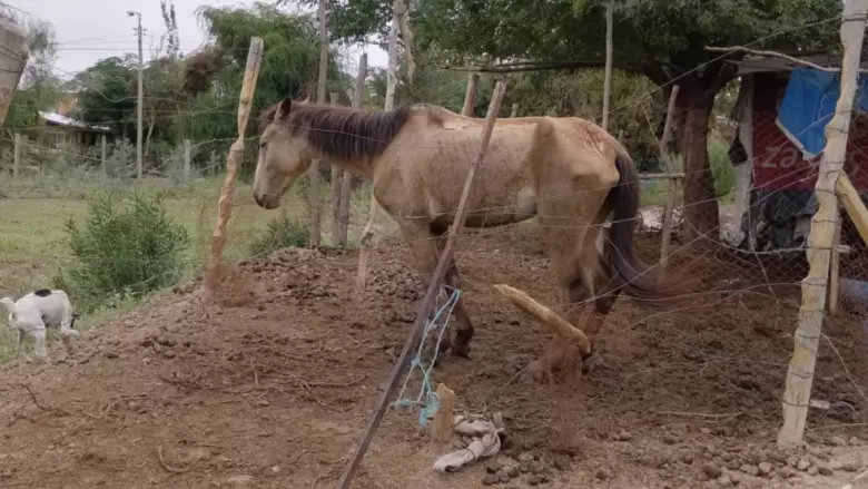caballos