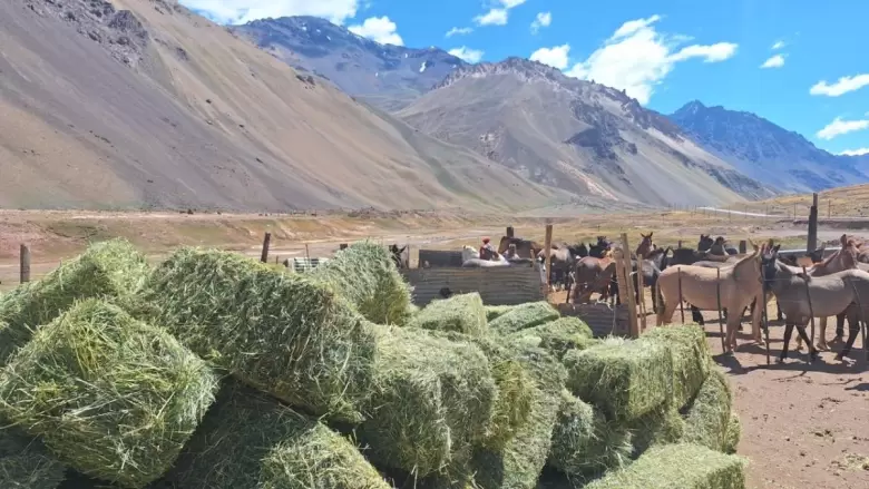 mulas aconcagua