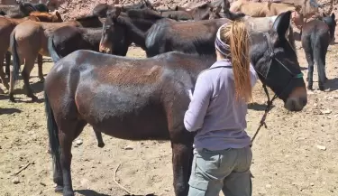 mulas aconcagua