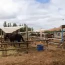 C�mo se concret� la primera prisi�n efectiva por faena ilegal de caballos en Mendoza