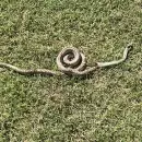 Apareci� una serpiente en el patio de una casa en San Rafael: expertos advirtieron c�mo actuar