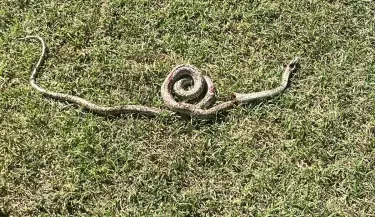 san rafael culebra serpiente