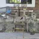 Rescataron aves silvestres que estaban en cautiverio en distintos puntos de Guaymall�n