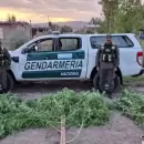 Gendarmer�a secuestr� varias plantas de marihuana en una vivienda de Lavalle