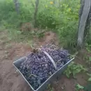 El último tacho: la escena que resume el alma de la cosecha en Mendoza
