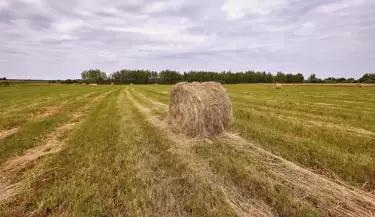 alfalfa